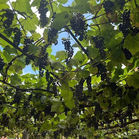 Апарт-отель Momora